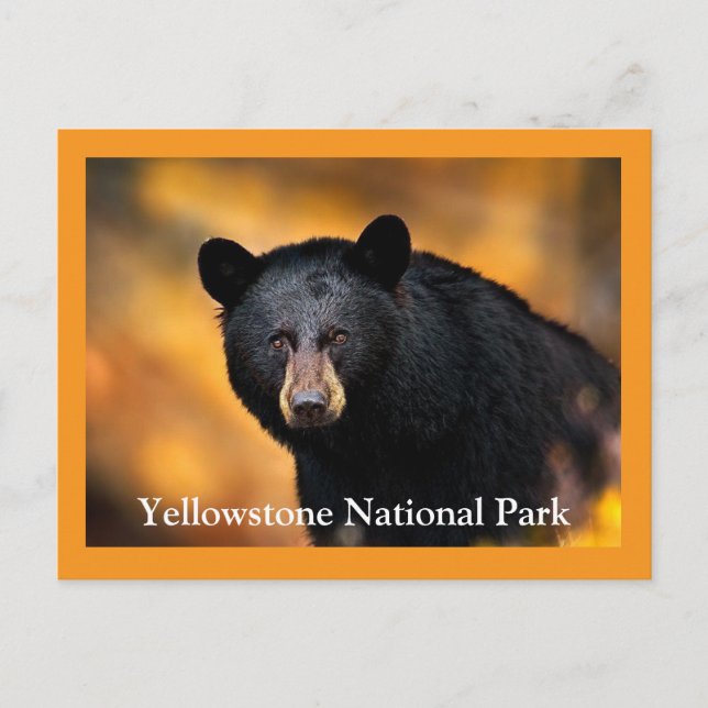 Yellowstone Black Bear Postcard (Front)