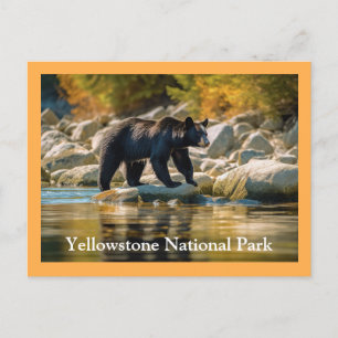 Yellowstone Black Bear Postcard