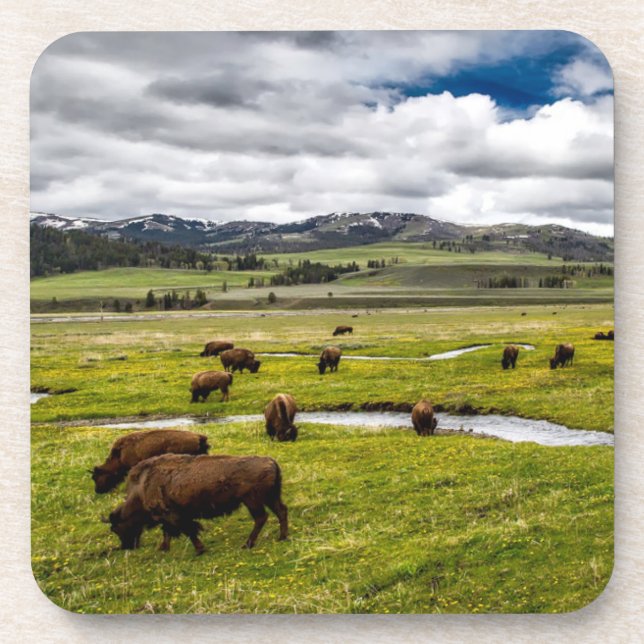 Yellowstone Buffalo Coaster Set (Front)