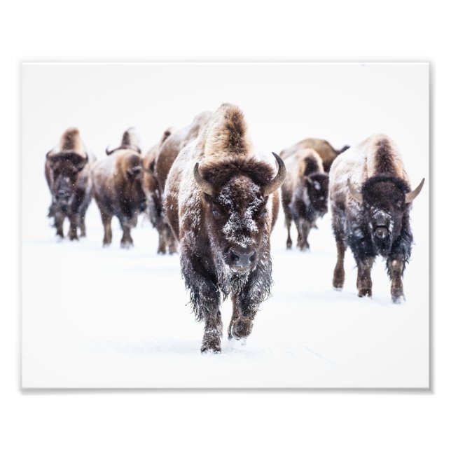 Yellowstone Buffalo Photo Print (Front)