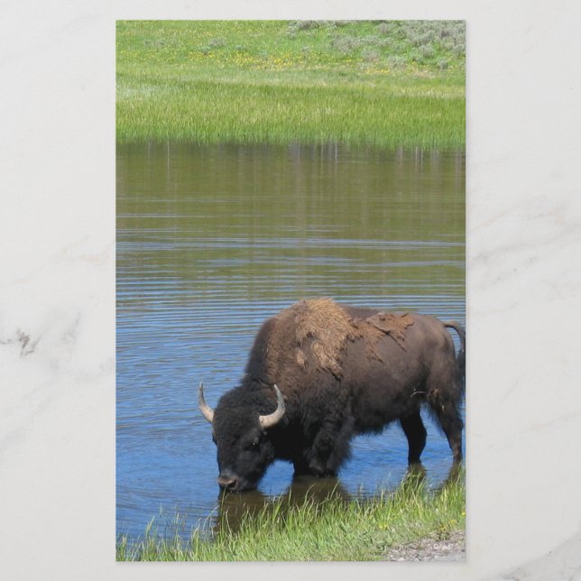 Yellowstone Buffalo Souvenir Stationery (Front)