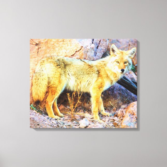 Yellowstone Coyote Canvas Print (Front)