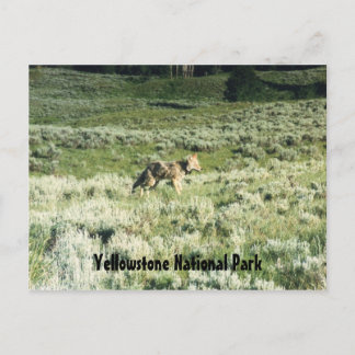 Yellowstone Coyote Postcard