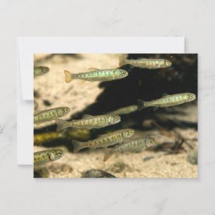 Yellowstone Cutthroat Trout School Postcard