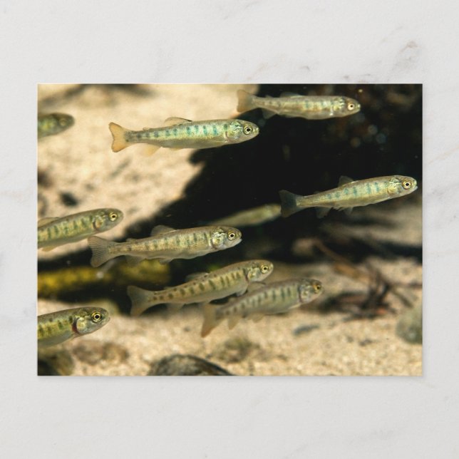 Yellowstone Cutthroat Trout School Postcard (Front)
