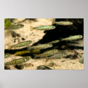 Yellowstone Cutthroat Trout School Poster