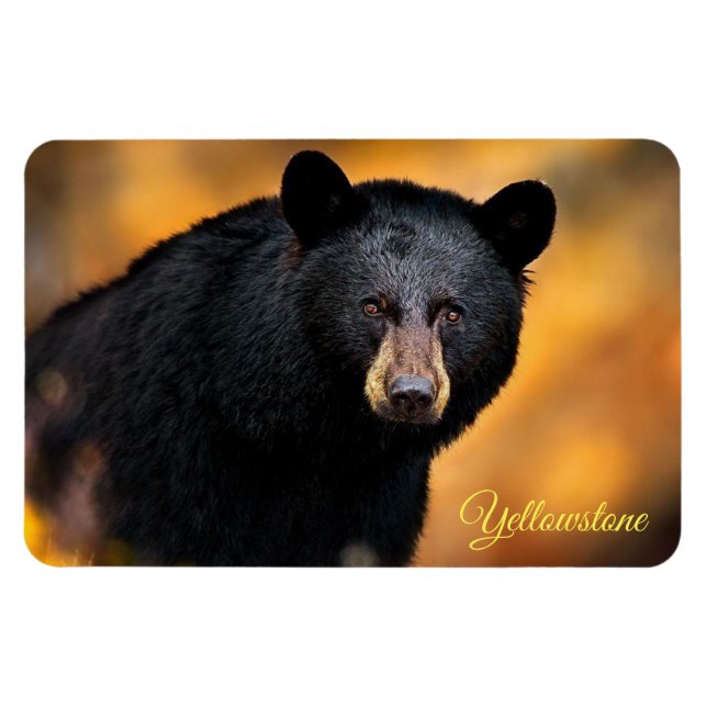 Yellowstone Magnet-Black Bear Magnet (Horizontal)