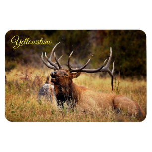 Yellowstone Magnet-Elk Magnet