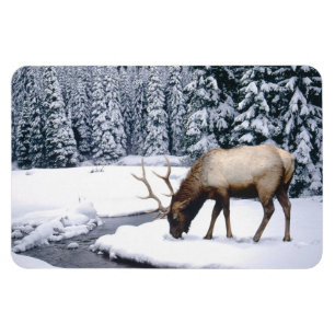 Yellowstone Magnet-Elk Magnet