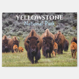 Yellowstone Magnet National Park Bison Buffalo