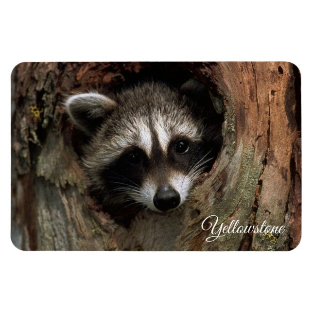 Yellowstone Magnet-Racoon Magnet (Horizontal)