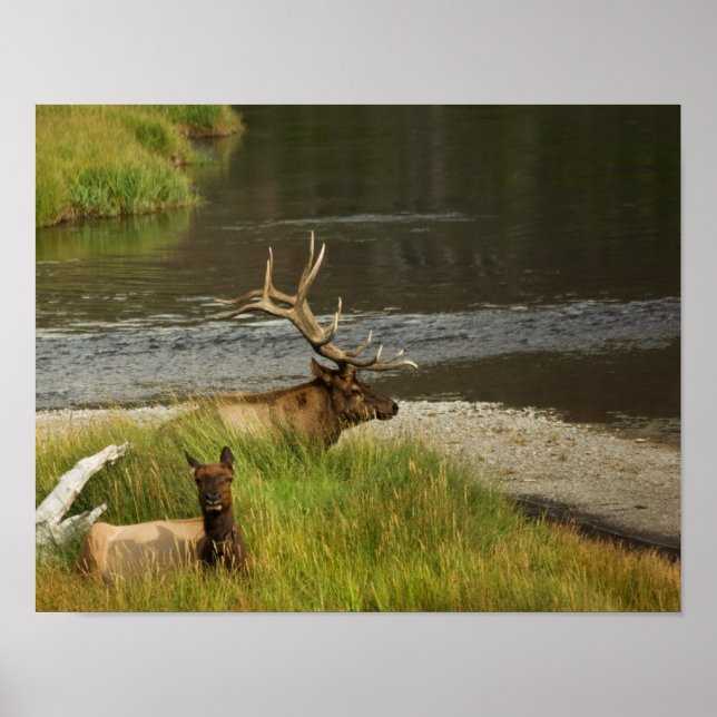 Yellowstone Mates Print (Front)