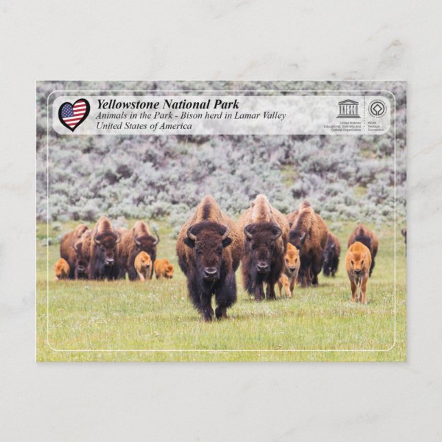 Yellowstone National Park - American Bison Postcard (Front)
