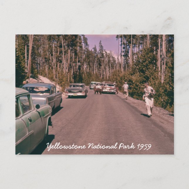 Yellowstone National Park Bear Mid-century Cars Postcard (Front)