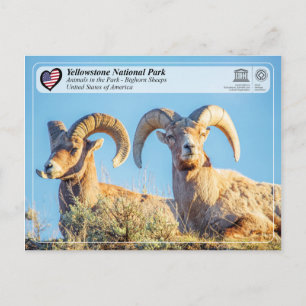 Yellowstone National Park - Bighorn Sheep Postcard