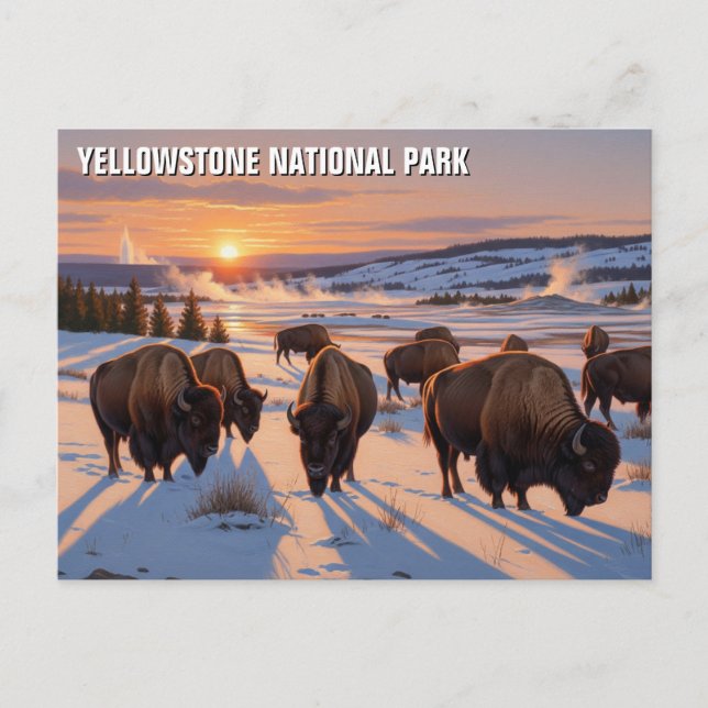 Yellowstone National Park bison Postcard (Front)