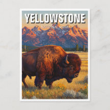 Yellowstone National Park bison