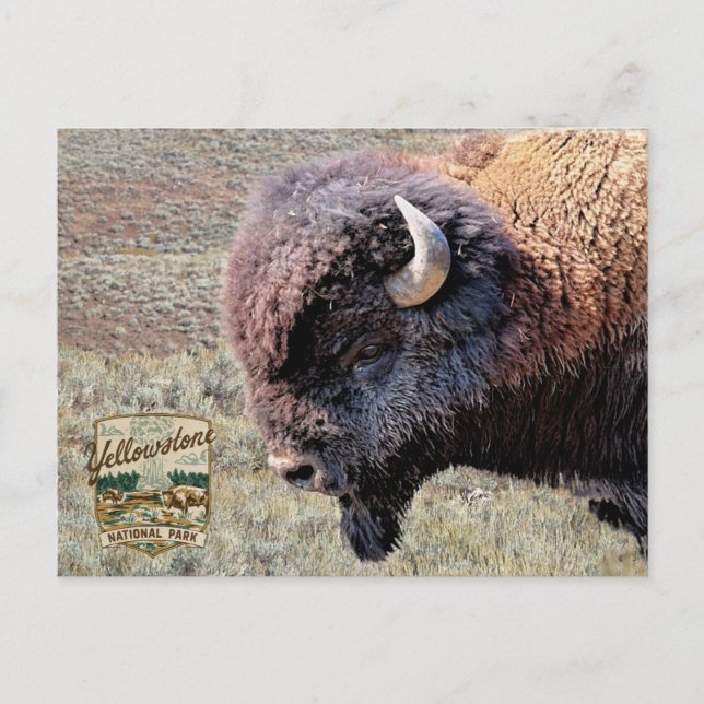Yellowstone National Park Bison Postcard (Front)