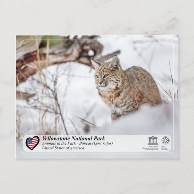 Yellowstone National Park - Bobcat Postcard (Front)
