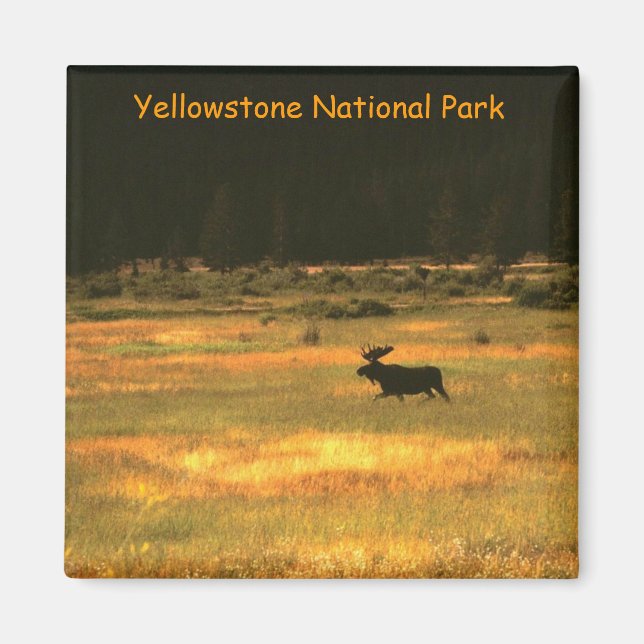 Yellowstone National Park Bull Moose Magnet (Front)