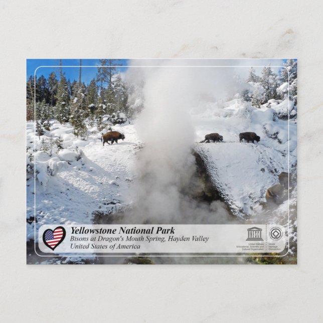 Yellowstone National Park - Dragon's Mouth Spring Postcard (Front)