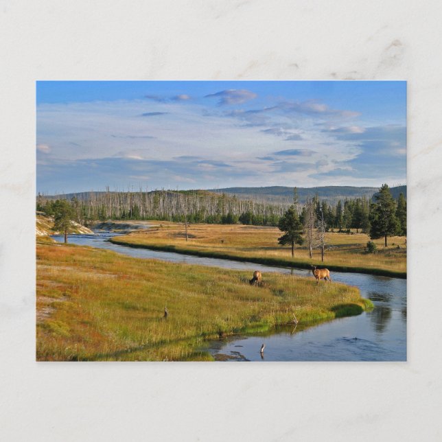 yellowstone national park, elk, postcard (Front)