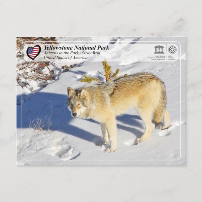 Yellowstone National Park - Grey Wolf Postcard (Front)
