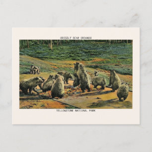 Yellowstone National Park Grizzly Bear Grounds Postcard