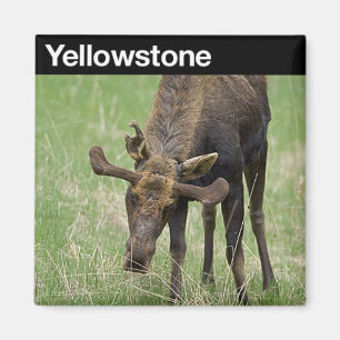Yellowstone National Park Magnet