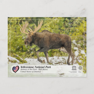 Yellowstone National Park - Moose Postcard