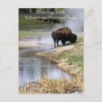 Yellowstone National Park Postcard