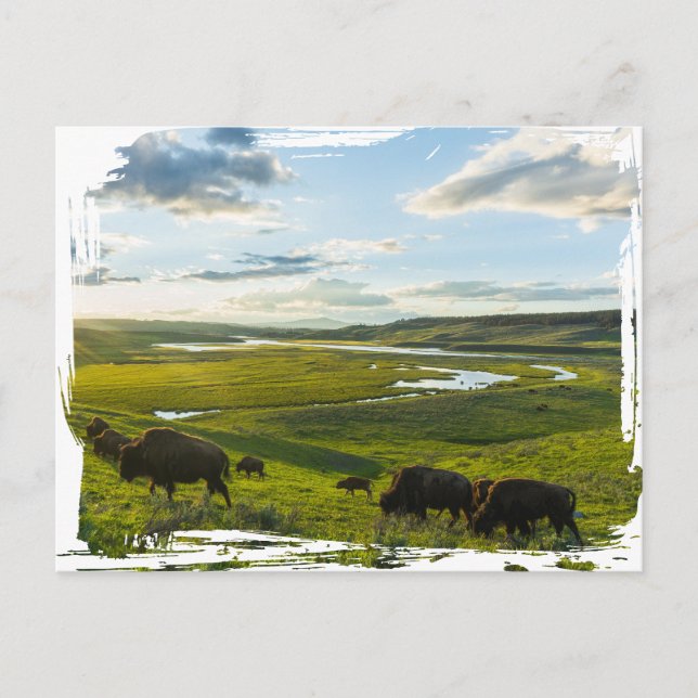 Yellowstone National Park Postcard (Front)