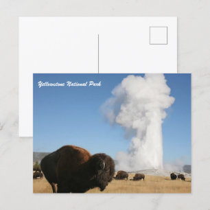 Yellowstone National Park Postcard