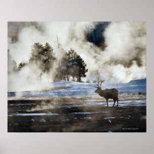 Yellowstone National Park Poster