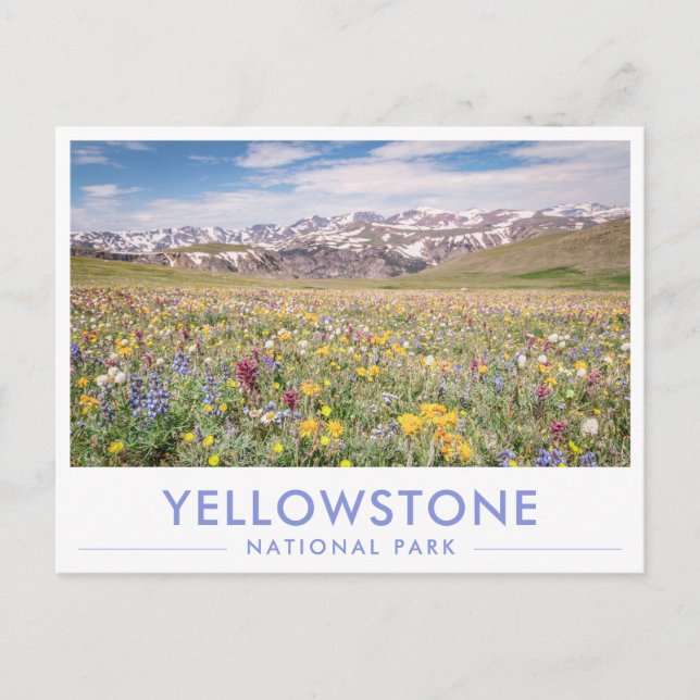Yellowstone National Park Wildflowers Greeting Postcard (Front)