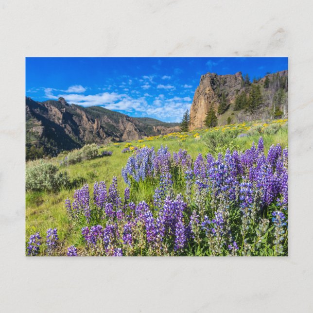 Yellowstone National Park Wildflowers Landscape Postcard (Front)