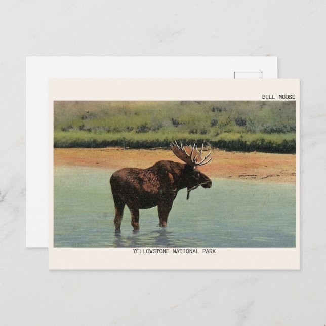 Yellowstone National Park Wyoming BULL MOOSE Postcard (Front/Back)