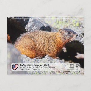 Yellowstone National Park -Yellow-bellied Marmot Postcard