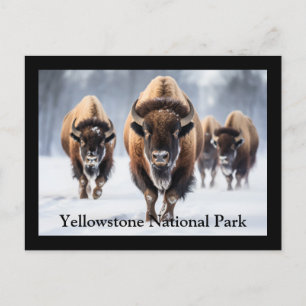 Yellowstone Postcard