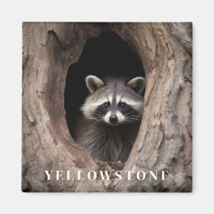 Yellowstone Racoon Magnet