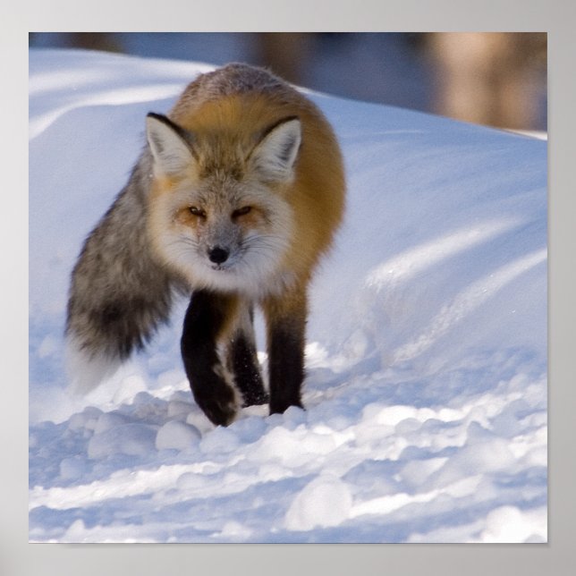 Yellowstone Red Fox Poster (Front)