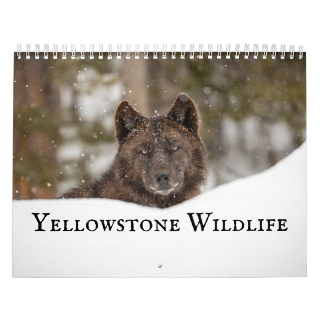 Yellowstone Wildlife Calendar (Cover)