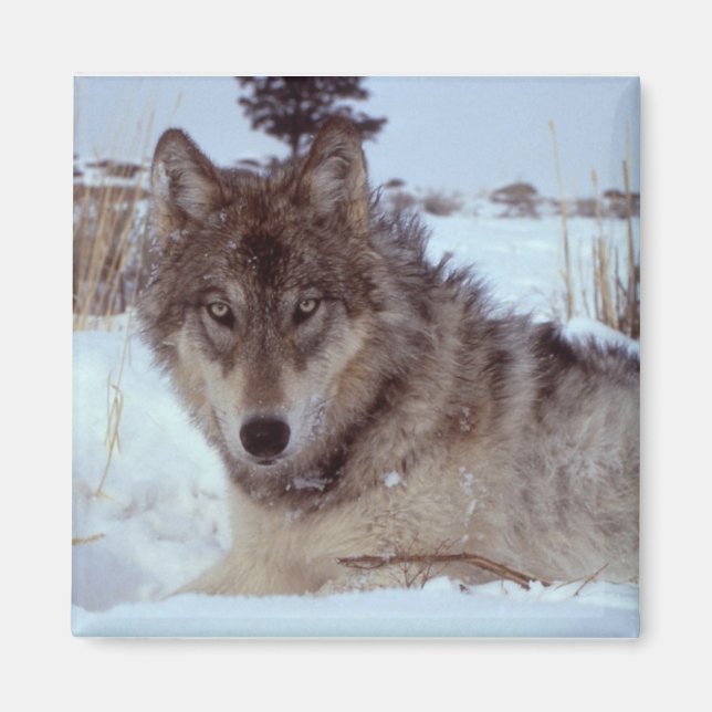 Yellowstone Wolf Magnet (Front)
