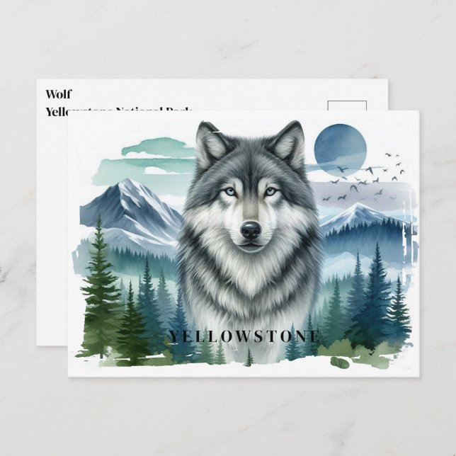Yellowstone Wolf Postcard (Front/Back)