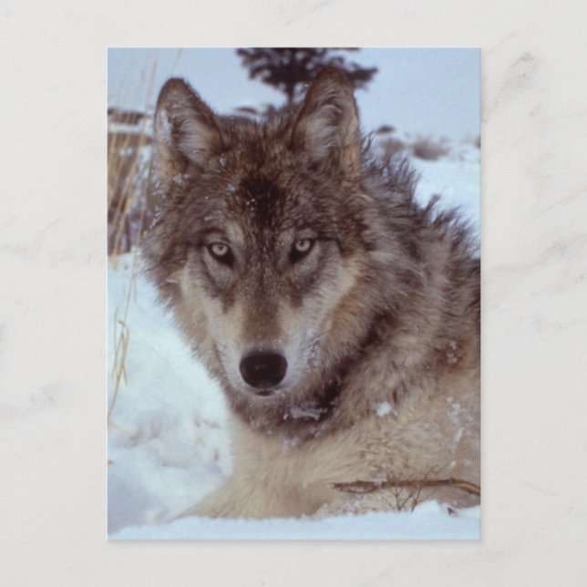 Yellowstone Wolf Postcard (Front)