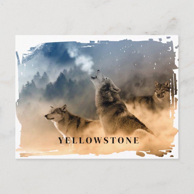 Yellowstone Wolf Postcard (Front)