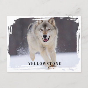 Yellowstone Wolf Postcard