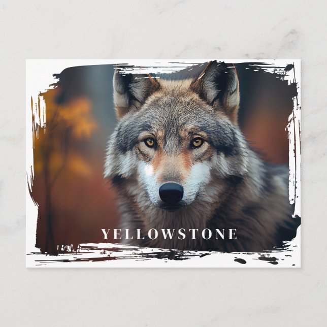 Yellowstone Wolf Postcard (Front)