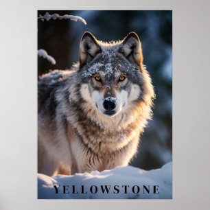 Yellowstone Wolf Poster Art
