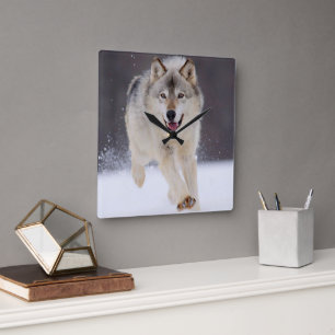 Yellowstone Wolf Square Wall Clock